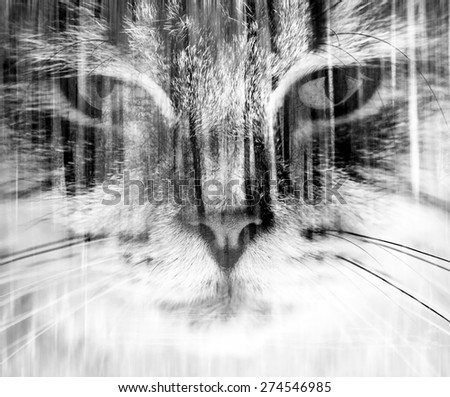 Similar – Image, Stock Photo Cat in the bush Bushes