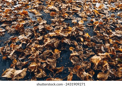 abstract dried leaves with backlight illumination