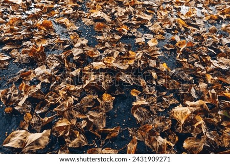 abstract dried leaves with backlight illumination