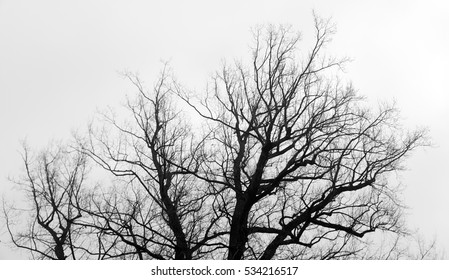 Abstract Dried Tree Branch Background Stock Photo 534216517 | Shutterstock