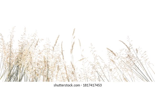 Abstract dry grass flowers, herbs isolated on white background. Common bent grass spikelet flowers wild meadow plants.