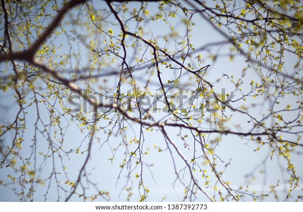 Abstract Early Spring Background Young Birch Stock Photo Edit Now