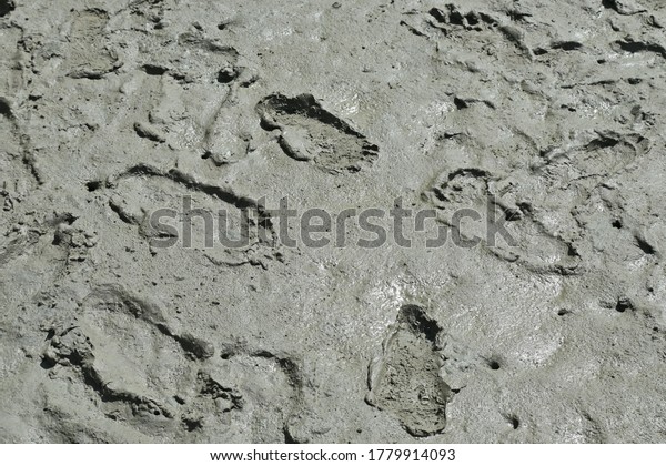 The abstract evidence of human footprints step on\
the grey muddy soft soil in the mangrove forest as a boot print on\
the moon.