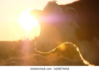 Abstract farm concept with Hereford cow head close up at sunset, shallow depth of field.