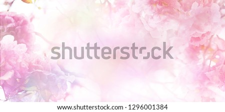 Abstract floral backdrop of pink flowers over pastel colors with soft style for spring or summer time. Banner background with copy space.