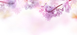 Abstrakte Florale Kulisse Mit Violetten Blumen Auf Pastellfarbenen Farben Mit Weichem Stil Für Frühling Oder Sommer. Bannerhintergrund Mit Kopienraum.