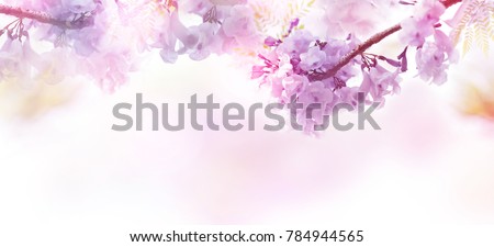 Abstract floral backdrop of purple flowers over pastel colors with soft style for spring or summer time. Banner background with copy space.