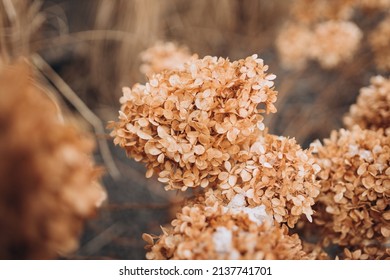 Abstract floral background of dried hydrangea. Early Spring. Dry Flowers. Small Golden Flowers. Winter nature - Powered by Shutterstock