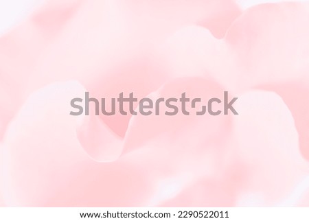 Abstract floral background, pale pink rose flower petals. Macro flowers backdrop for holiday design. Soft focus