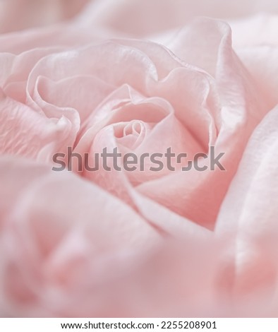 Abstract floral background, pink pale rose flower petals, soft focus. Macro flowers backdrop for holiday brand design