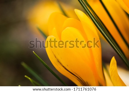 Similar – Image, Stock Photo spring awakening Flower