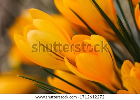 Image, Stock Photo spring awakening Flower