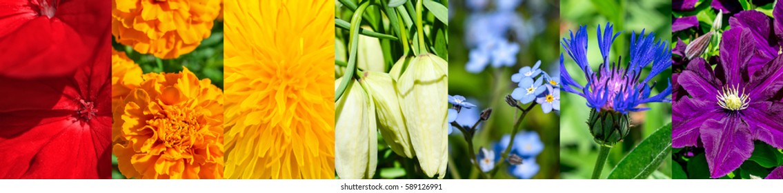Abstract floral seven colors of the rainbow, panoramic collage