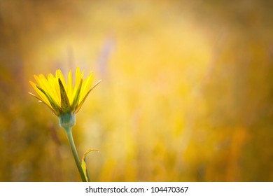 abstract flower