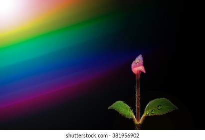 abstract flower background.