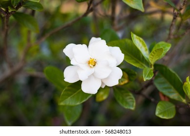 Abstract Flower Background Of White Gardenia Flower