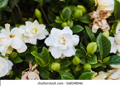 Abstract Flower Background Of White Gardenia Flowers