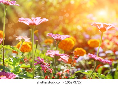 Abstract flowerbed in sunny day, shallow DOF - Shutterstock ID 106273727