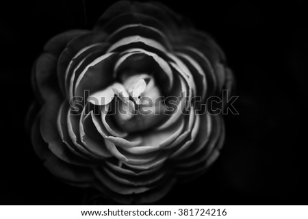 Abstract flowers black and white background