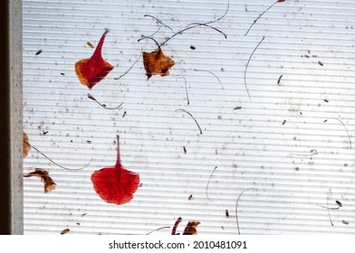 Abstract Flowers Face,Abstract Flowers Arranged In A Face Shape On A Clear Plastic Sheet.