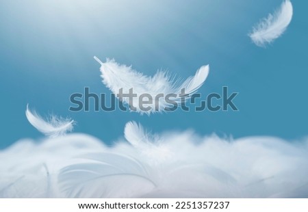 Abstract fluffy white feathers fell on the pile of feathers. Falling swan feather 
