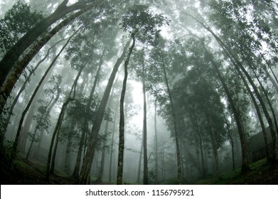 Abstract Fog Light Tropical Jungle Asia Stock Photo (Edit Now) 1156795921