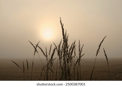 abstract foggy nature background. wild grass in field, Early Morning Mist. Beautiful landscape. peaceful harmony nature image. summer or autumn season - Powered by Shutterstock