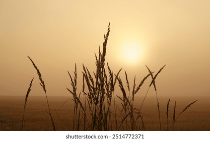 abstract foggy nature background. wild grass in field, Early Morning Mist. Beautiful landscape. peaceful harmony nature image. summer or autumn season - Powered by Shutterstock