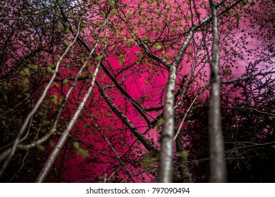 Abstract forest with pink clouds
