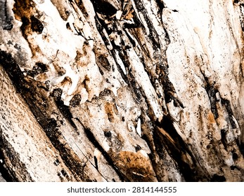 an abstract form of an old cherry tree with a decaying cambium layer