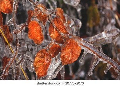 Abstract Frostbite Tree Branch. Icicle On A Tree Branch