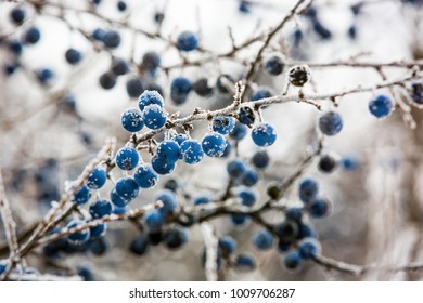 Abstract frozen twig with blackthorn berry - Powered by Shutterstock