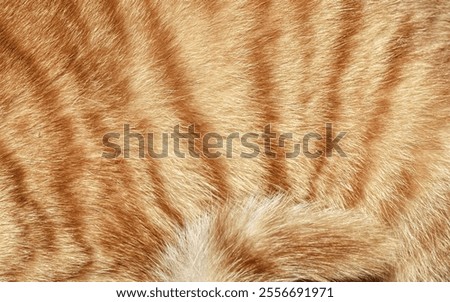 Abstract full frame orange cat fur texture background