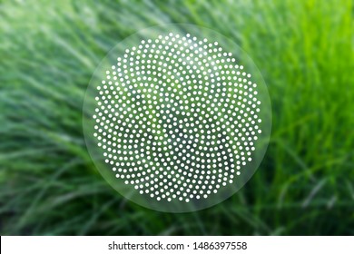 Abstract Geometric Sacred Scientific Background With Fibonacci Dots Pattern On The Background Of Blurred Green Grass.