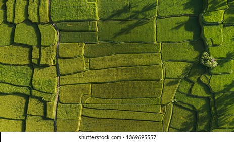 Abstract Geometric Shapes Of Agricultural Parcels In Green Color.
Bali Rice Fields. Aerial View Shoot From Drone Directly Above Field.