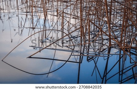 Abstract geometry of dried, broken, and bent water plant stems along the Garavogue River nature trail walkway in a winter landscape of Sligo town, Connacht Province, Ireland.