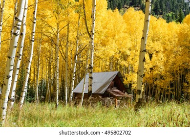 Abstract Of Golden Aspen Tree In Aspen - Snowmass Wilderness Area, Colorado