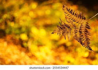 Abstract golden blurred background, on the right a dry fern leaf. Close-up - Powered by Shutterstock