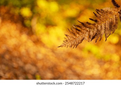 Abstract golden blurred background, in the upper right corner a dry fern leaf. Close-up - Powered by Shutterstock