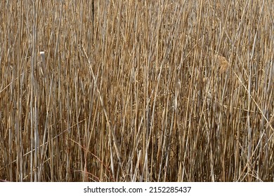 An abstract of golden reed stems