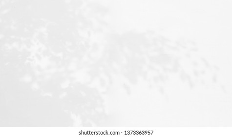 Abstract The gray background shadows of natural leaves that reflect the concrete walls, the fallen branches on the white wall surface for the background and the monochrome wallpaper.  - Shutterstock ID 1373363957