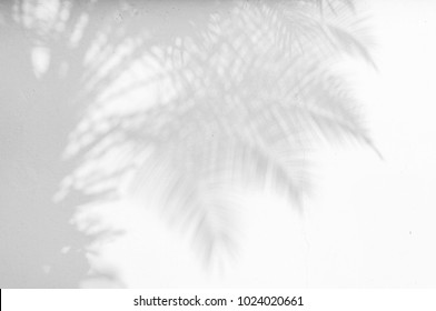 Abstract Gray Shadow Background Of Natural Palm Leaves, Trunk And Palm Tree Branch Falling On White Wall Texture For Background And Wallpaper, Black And White Monochrome Tone 
