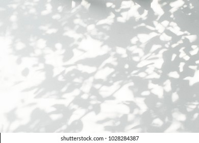 Abstract gray shadow background of natural leaves tree branch of big tree falling on white wall texture for background and wallpaper, black and white monochrome tone