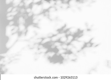 Abstract gray shadow background of natural leaves tree branch falling on white wall texture for background and wallpaper, black and white monochrome tone