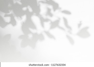 Abstract gray shadow background of natural leaves tree branch falling on white wall texture for background and wallpaper, black and white monochrome tone