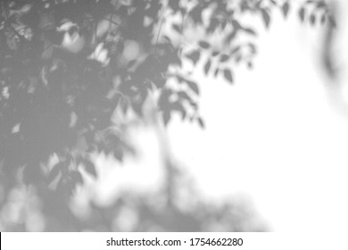 Abstract gray shadow background of natural leaves tree branch falling on white wall texture for background and wallpaper, black and white monochrome tone