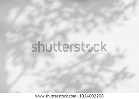 Abstract gray shadow background of natural leaves tree branch falling on white wall texture for background and wallpaper, black and white monochrome tone