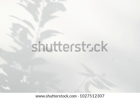 Abstract gray shadow background of natural leaves tree branch falling on white wall texture for background and wallpaper, black and white monochrome tone
