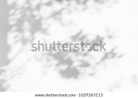 Abstract gray shadow background of natural leaves tree branch falling on white wall texture for background and wallpaper, black and white monochrome tone