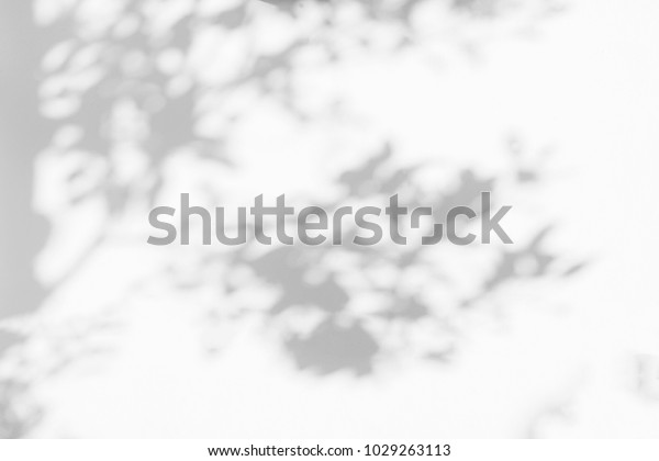 天然树叶树枝的抽象灰色阴影背景落在白墙纹理背景和壁纸上 黑白色单色调库存照片 立即编辑